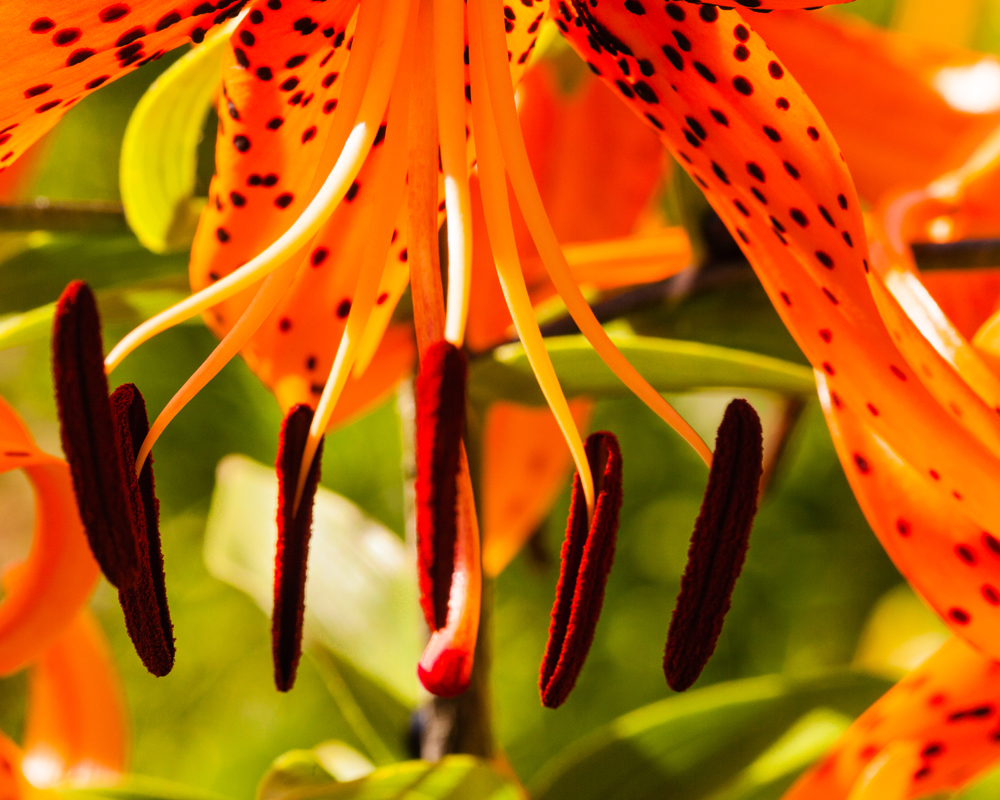 Tiger Lily #1 - 17894-15