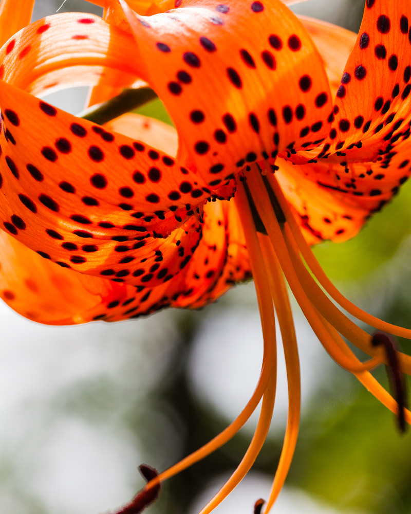 Tiger Lily #2 - 18041-15